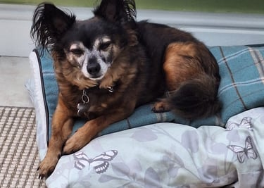 Looking after dogs, Dog Sitting in Risca, Rogerstone, Crosskeys, Highcross in South Wales, UK.