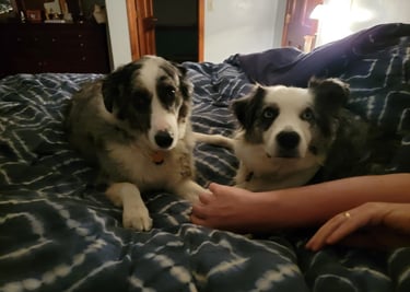 Dog Walking Clients, Sammy & Nora