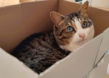 Un chat dans un carton