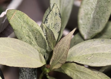 Hoya New Gunea Ghost