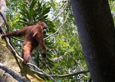 orang utan in sumatran jungle