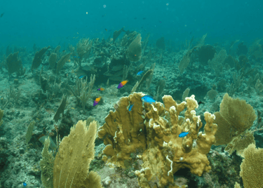 Arrecifes de Coral: Animales de Disney