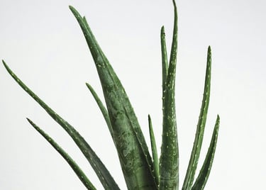 Aloe vera plant