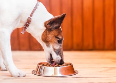 a dog is eating food out of a bowl