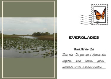 Cartolina delle Everglades di Miami, con acqua , canneti e piante acquatiche