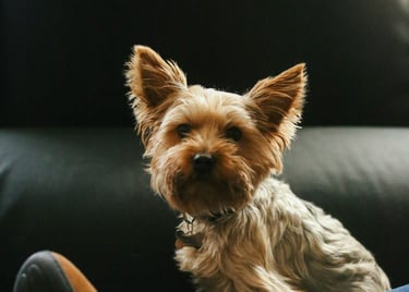 dogAdvisor | dogadvisor | dog advisor | dogAdvisor.dog