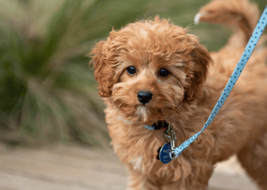 dog Advisor | dog advisor | dogAdvisor.dog 