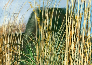Digital drawing: Winter grasses