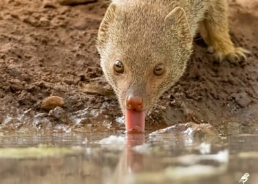 Slender Mongoose drinking at a pool | Birding Adventures Gambia