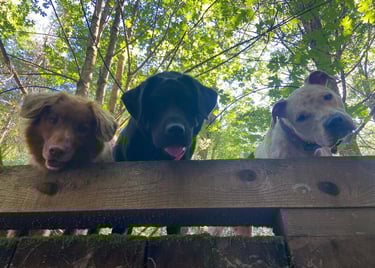 three dogs are sitting on a wooden fence