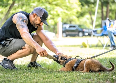 Dog trainer in Tampa teaching Belgian Malinois puppy through play-based training