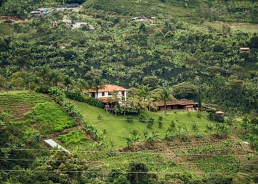 A scenic hillside coffee plantation in Colombia featuring lush green crops and a traditional farmhouse.