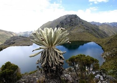 A native Frailejon plant overlooks a high-altitude glacial lake in the Andes Mountains.
