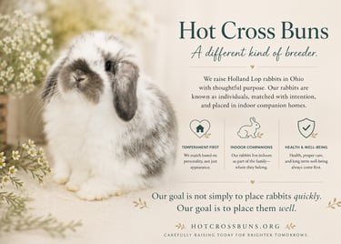 Hot Cross Buns' Coreopsis in image for Home page
