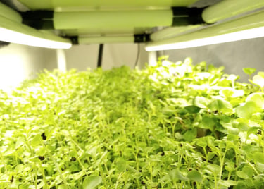 Fresh organic microgreens growing indoors under LED hydroponic grow lights.