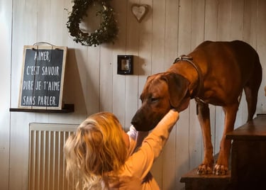 Chien Rhodesian Ridgeback calme et équilibré en interaction avec un enfant dans un cadre familial