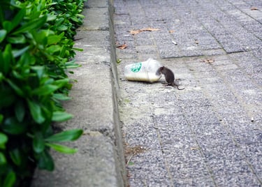 rats dans une rue