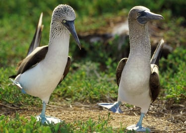Žydrakojis padūkėlis, booby bird, bubi bird, bubibird, bubibird.lt