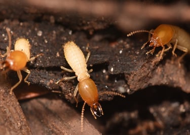Macro photo of Coptotermes formosanus worker and soldier termites in a nest.