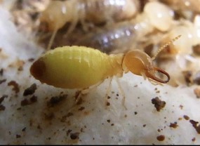 Close-up of a Globitermes sulphureus soldier with its distinctive yellow abdomen.