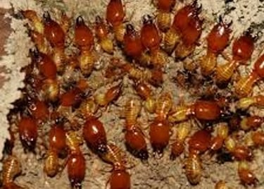 Macro photo of Macrotermes gilvus termites, showing large soldiers with dark red heads and powerful 