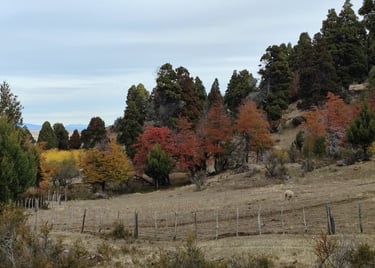Imagen Día Internacional de los Bosques