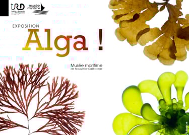 Alga! exhibition