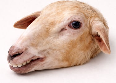 Whole mutton head for specialty export