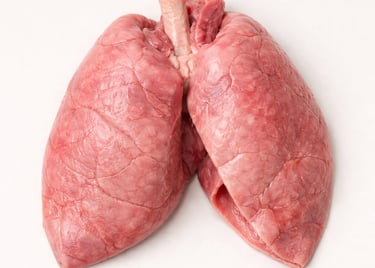 Lamb lungs, soft organ meat used in traditional cooking