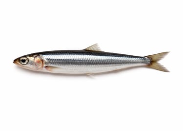 Fresh anchovy fish for bulk seafood export supply