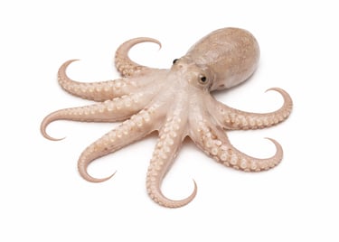 Tender baby octopus for frozen seafood export