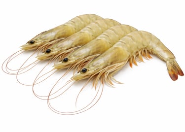 Fresh banana shrimp for international seafood export