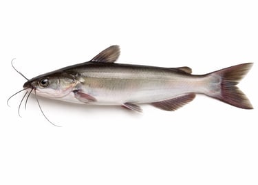 Freshwater catfish for frozen export supply