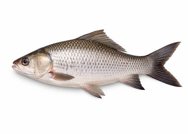 Catla carp fish for bulk seafood export