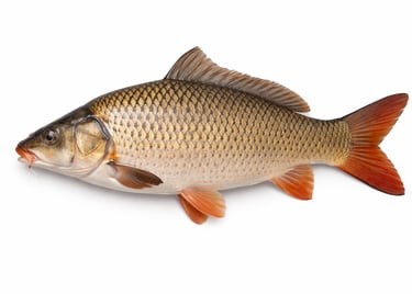 Farm-raised common carp for wholesale export