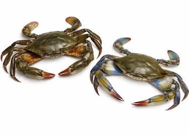 Fresh mud crab and blue crab for seafood export supply