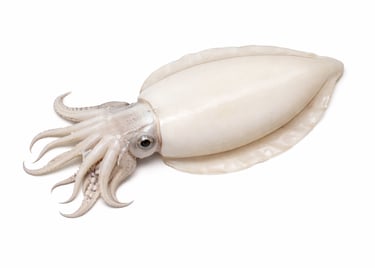 Whole cleaned cuttlefish for seafood export markets