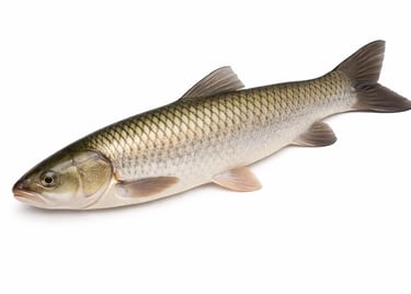 Grass carp fish for bulk seafood orders
