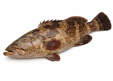 Premium grouper reef fish for global export