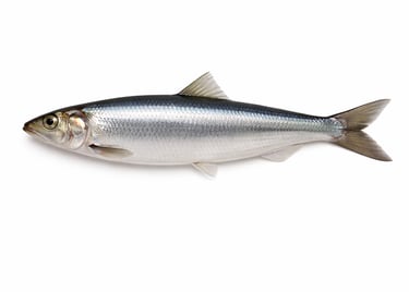 Oily herring fish for frozen seafood trade