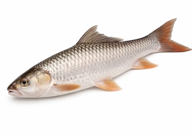 Freshwater mrigal fish for export markets