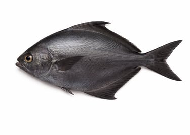 Black pomfret fish for premium seafood export
