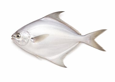 White pomfret fish for bulk export supply