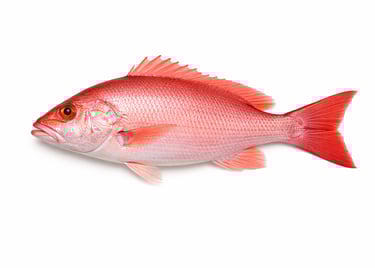 Export-grade red snapper fish for seafood buyers