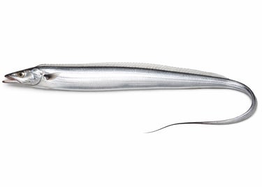 Long silver ribbon fish for frozen export