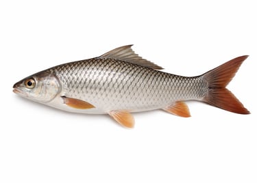 Rohu carp fish for frozen export supply