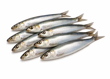 Small oily sardine fish for bulk shipments