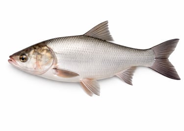 Silver carp fish for large volume export
