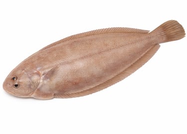 Flat sole fish for high-end seafood export