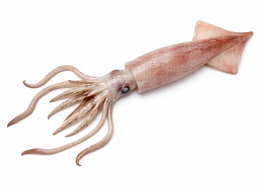 Clean whole squid for frozen seafood export